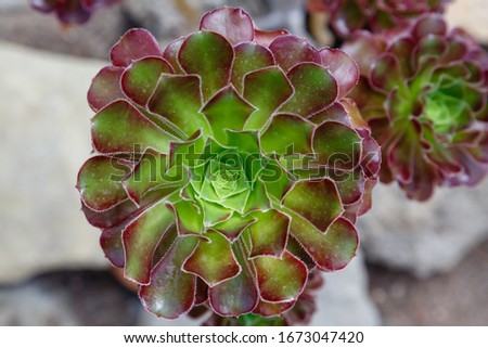 Similar – Image, Stock Photo closeup Echeverie Garden