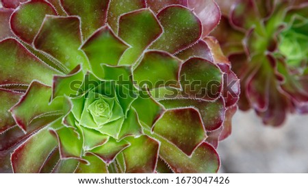 Similar – Image, Stock Photo closeup Echeverie Garden