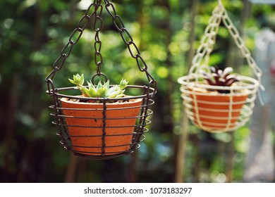 Succulent, Echeveria, Hanging Pot Plant In Garden