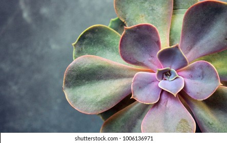 Succulent Echeveria Perle von Nürnberg. Evergreen succulent perennials or subshrubs with rosettes of colourful, fleshy leaves and racemes or panicles of urn-shaped flowers