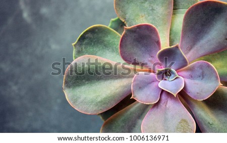 Succulent Echeveria Perle von Nürnberg. Evergreen succulent perennials or subshrubs with rosettes of colourful, fleshy leaves and racemes or panicles of urn-shaped flowers