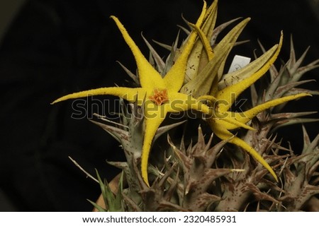Succulent flower blooming (orbea caudata) on black background.