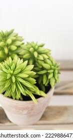Succulent in flower pot, close-up. Peperomia macro, vertical - Shutterstock ID 2229886477
