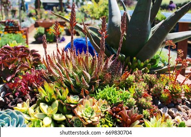 Succulent Garden #2