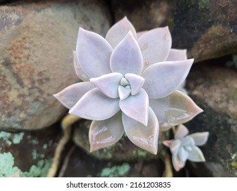 Succulent ghost plant Graptopetalum Superbum. Grown on a stone wall outdoors, selective focus.
