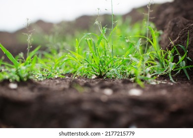 Succulent Grass With Dew On Ground, Low Angle, View From The Trenches