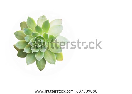 Succulent green flower isolated