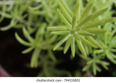 Succulent green leaves  in pot. - Shutterstock ID 794155831