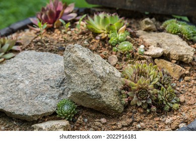 Succulent Houseleek In A Small Rock Garden