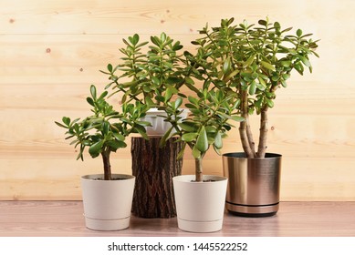 Succulent houseplant Crassula ovata in a pot on rustic background - Shutterstock ID 1445522252