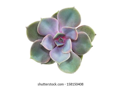 Succulent : Isolated Big Purple Rosette Echeveria