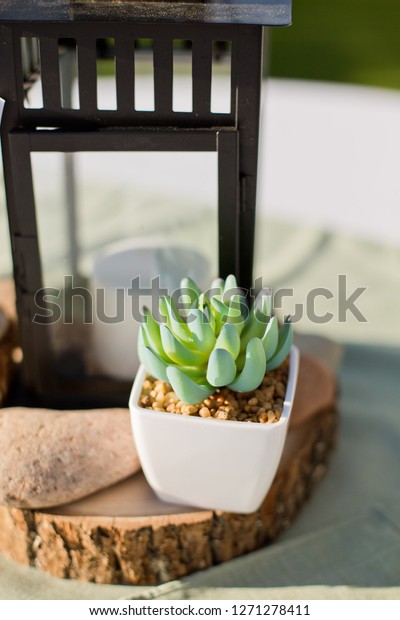 Succulent Lantern Candle On Wood Slab Stock Photo Edit Now