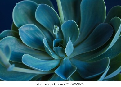 Succulent macro photo. Deep green natural plant. Ideal trendy backdrop with green leaves. Closeup with shallow depth of field of potted plant.