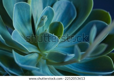 Succulent macro photo. Deep green natural plant. Ideal trendy backdrop with green leaves. Closeup with shallow depth of field of potted plant.