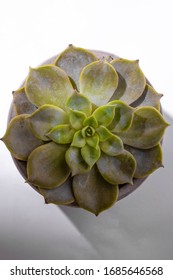 succulent plant  from above with shadow