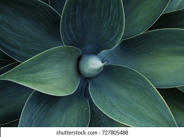 Succulent plant agave abstract top view of plant Dragon tree, blue fox tail agave Floral green pattern