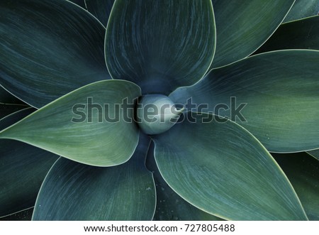 Succulent plant agave abstract top view of plant Dragon tree, blue fox tail agave Floral green pattern