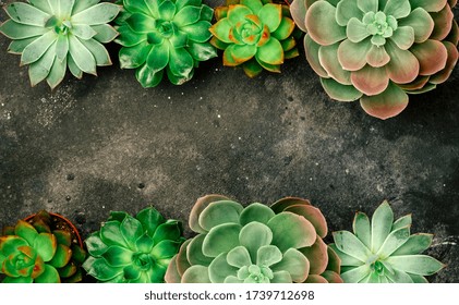 Succulent Plant Background. Cactus Plant On A Dark Wooden Background. Lifestyle And Flatlay Concept, Copy Space