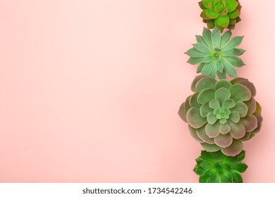 Succulent Plant Background. Home Plants Cactus On A Pink Background. Lifestyle And Flatlay Concept, Copy Space