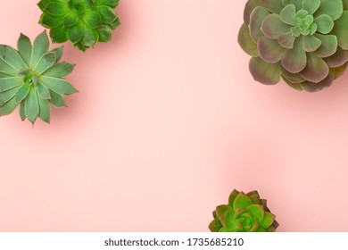 Succulent Plant Background. Home Plants Cactus On A Pink Background. Lifestyle And Flatlay Concept, Copy Space