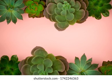 Succulent Plant Background. Home Plants Cactus On A Pink Background. Lifestyle And Flatlay Concept, Copy Space