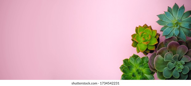 Succulent Plant Banner Background. Home Plants Cactus On A Pink Background. Lifestyle And Flatlay Concept, Copy Space