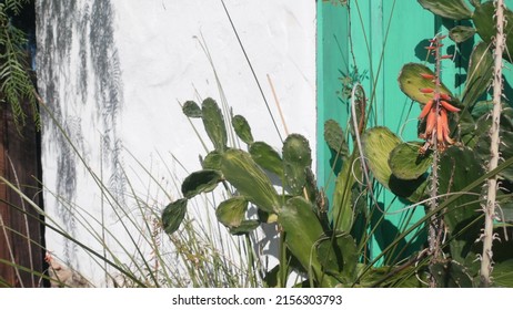 Succulent plant, cactus by white wall with green wooden window, mexican garden in California, USA. Cacti in sunlight, rural provincial ranch or homestead building. Cactaceae vegetation in countryside.