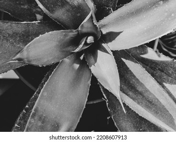 Succulent Plant Close Up Black And White