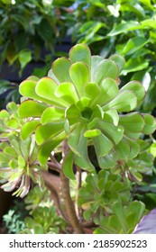 Succulent Plant Close Up Of Leaf Cluster