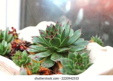 Succulent Plant Close Up In The Morning In Fall