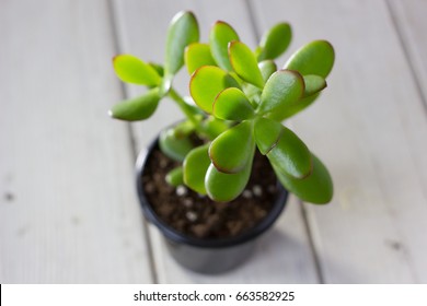The succulent plant Crassula ovata known as Jade Plant or Money Plant in black pot