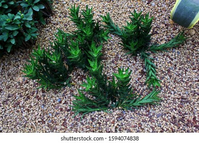 Succulent plant. Desert plant in the garden. - Shutterstock ID 1594074838