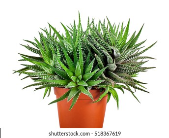 Succulent plant in flower pot isolated on white background, Haworthia Fasciata