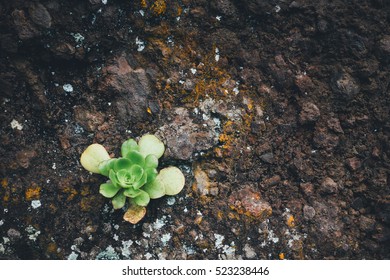 Succulent plant growing from the rock.