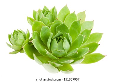 Succulent Plant Isolated On White