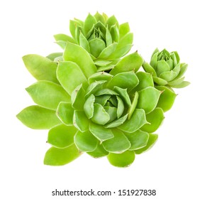 Succulent Plant Isolated On White