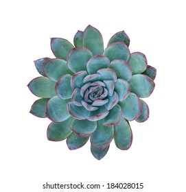 Succulent plant isolated on a white background
