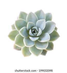 Succulent Plant Isolated On White Background.