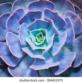 Succulent plant isolated on a white background - Powered by Shutterstock