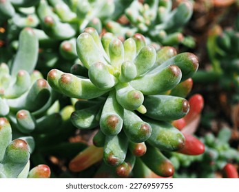 succulent plant Jelly Bean ,Sedum rubrotinctum or Sedum ,pork and beans ,Crassulaceae with soft focus ,macro succulent plant ,The leaves change colour from green to red during the summer months - Powered by Shutterstock