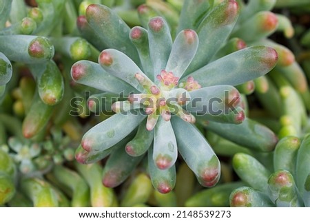 succulent plant Jelly Bean ,Sedum rubrotinctum or Sedum ,pork and beans ,Crassulaceae with soft focus ,macro succulent plant ,The leaves change colour from green to red during the summer months