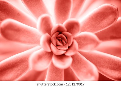 Succulent Plant In Living Coral Color Close Up Background. Pantone Color Of The Year 2019 Concept.