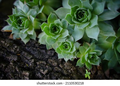 Succulent plant, macro detail, out of focus effect. Evergreen, Siempreviva