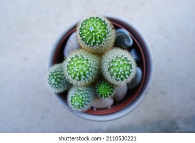 Succulent plant, macro detail, out of focus effect