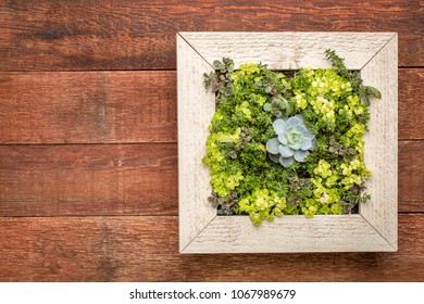 Succulent Plant Mini Garden In A Picture Frame (wall Planter) Against Rustic Barn Wood