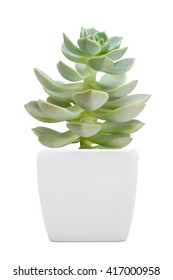 Succulent Plant On Pot Isolated On White