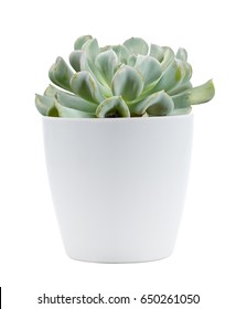 Succulent Plant On Pot Isolated On White