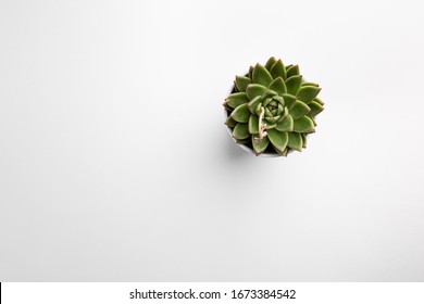 Succulent Plant On White Background. Minimal Floral Flat Lay