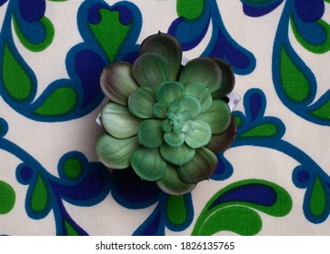 A succulent plant photographed from above with a blue and green patterned textured backdrop - Powered by Shutterstock