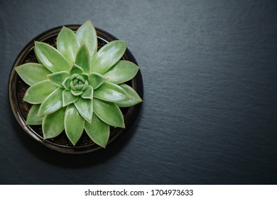 Succulent Plant In A Pot Isolated On Dark Grey Textured Background. Top Down View. Copy Space.
